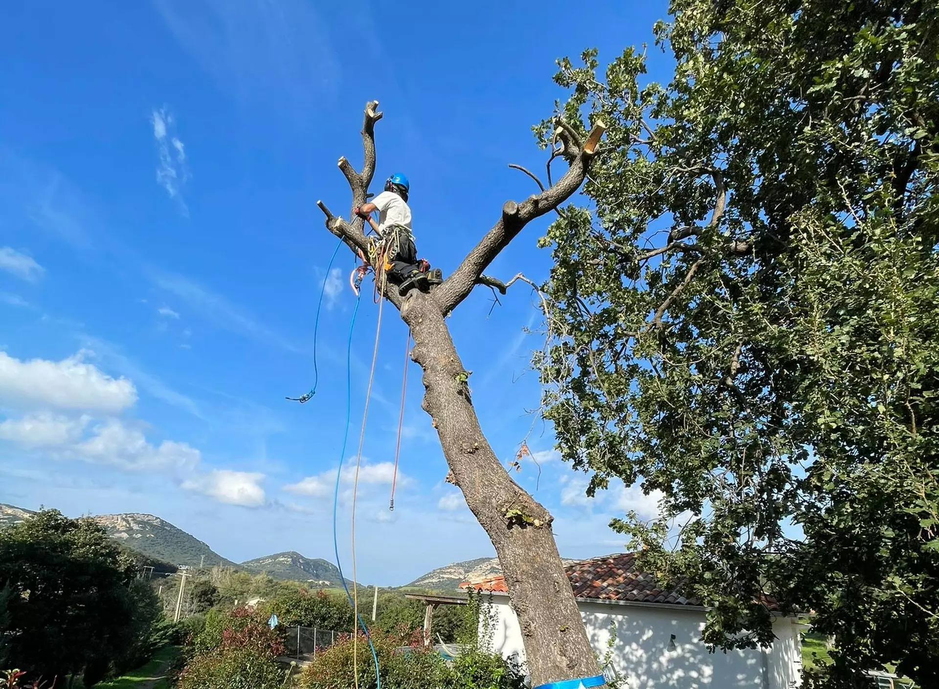 Expert en élagage, abattage et travaux paysagers en Haute-Corse